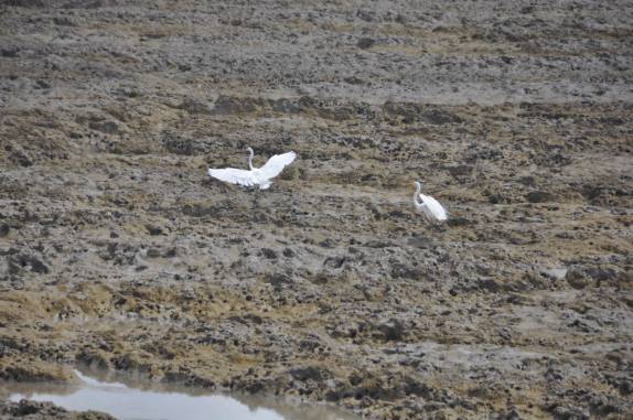 Garça se alimenta durante a maré baixa em Cayenne - Guiana Francesa